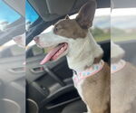 Small #11 American Pit Bull Terrier-Border Collie Mix