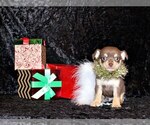 Puppy Abner Chihuahua