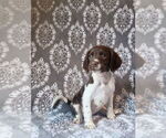 Puppy Itty Brittany