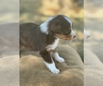 Small Photo #4 Border Collie-Miniature Australian Shepherd Mix Puppy For Sale in MITCHELL, OR, USA