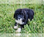 Small #8 Bernedoodle