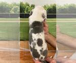 Small Photo #5 Great Dane Puppy For Sale in SELLERSBURG, IN, USA