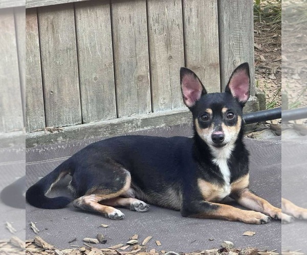 Medium Photo #1 Chiweenie Puppy For Sale in Princeton, MN, USA