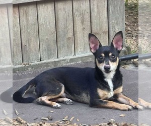 Chiweenie Dogs for adoption in Princeton, MN, USA