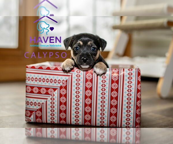 Medium Photo #2 Dachshund-Unknown Mix Puppy For Sale in Omaha, NE, USA