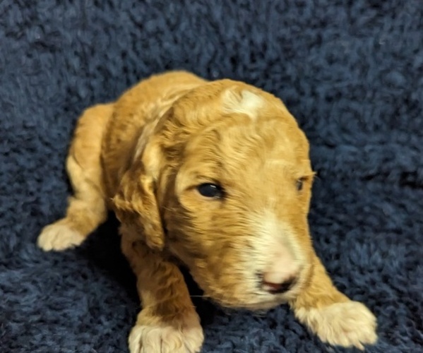 Medium Photo #1 Sheepadoodle Puppy For Sale in INDEPENDENCE, MO, USA