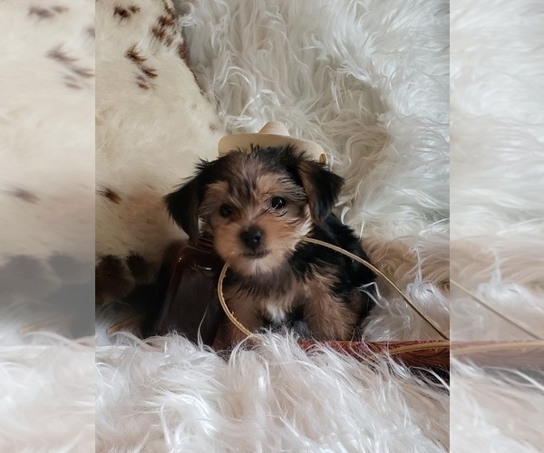 Medium Photo #41 Shorkie Tzu Puppy For Sale in NEVADA, TX, USA