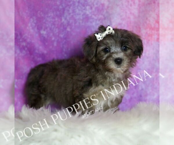 Medium Photo #5 Yorkipoo Puppy For Sale in WARSAW, IN, USA
