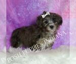 Small Photo #113 Yorkipoo Puppy For Sale in WARSAW, IN, USA
