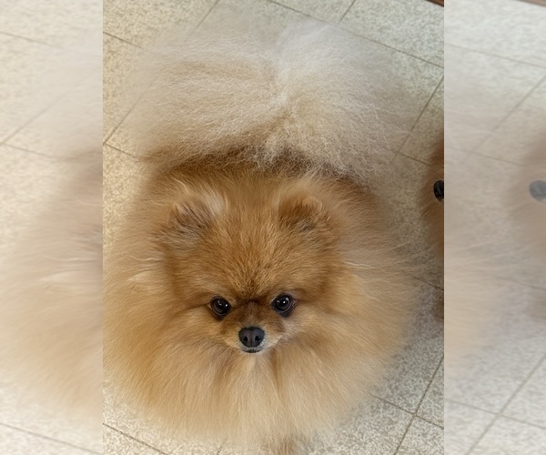 Medium Photo #1 Pomeranian Puppy For Sale in DYERSVILLE, IA, USA