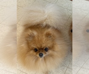 Mother of the Pomeranian puppies born on 10/24/2025