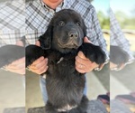 Small #2 Newfoundland