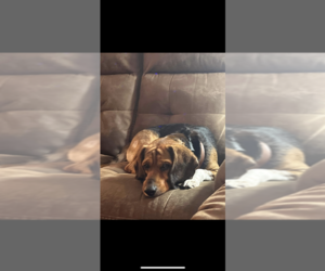 Beagle Dogs for adoption in OKLAHOMA CITY, OK, USA
