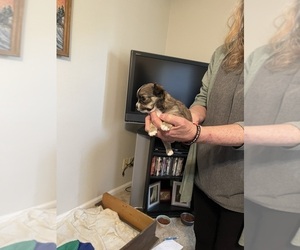 Chihuahua Puppy for sale in COLUMBIA, SC, USA