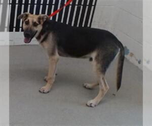 German Shepherd Dog Dogs for adoption in San Bernardino, CA, USA