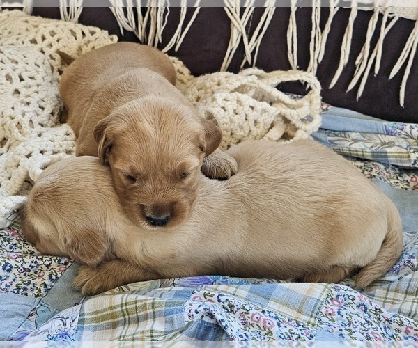 Medium Photo #1 Golden Retriever Puppy For Sale in CANON, GA, USA