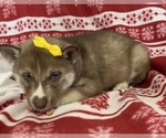 Small Photo #17 Siberian Husky Puppy For Sale in DEARBORN, MO, USA