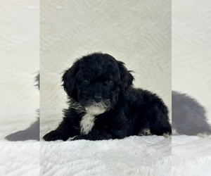 Cavapoo Puppy for sale in GREENFIELD, IN, USA