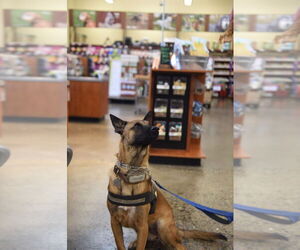 Mutt Dogs for adoption in Modesto, CA, USA