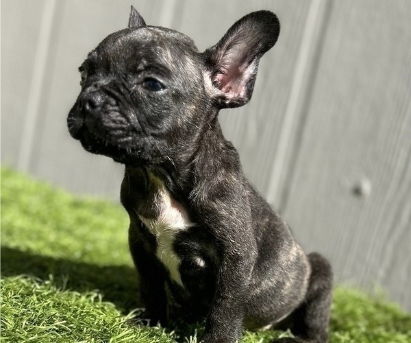 Medium Photo #3 French Bulldog Puppy For Sale in DENVER, CO, USA
