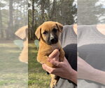 Small #7 Boxer Mix