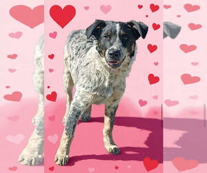 Mutt Dogs for adoption in Royal Palm Beach, FL, USA