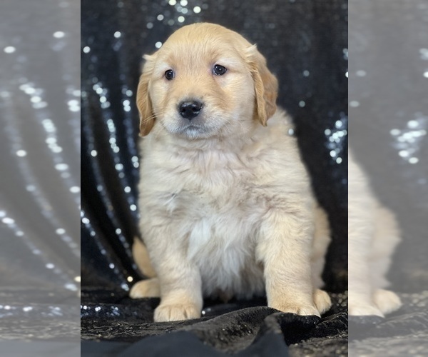 Medium Photo #2 Golden Retriever Puppy For Sale in FORT PLAIN, NY, USA