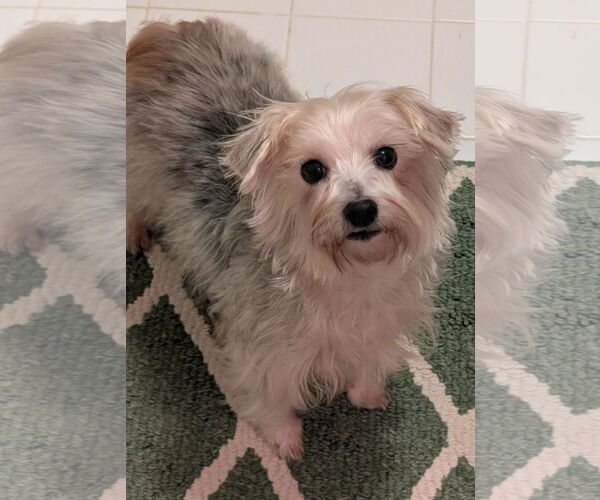 Medium Photo #2 Maltese-Unknown Mix Puppy For Sale in Greensboro, NC, USA