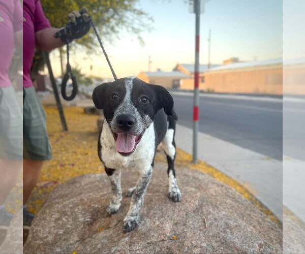 Medium Photo #7 American Staffordshire Terrier-Border Collie Mix Puppy For Sale in phoenix, AZ, USA