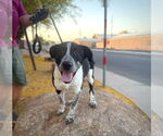Small #6 American Staffordshire Terrier-Border Collie Mix