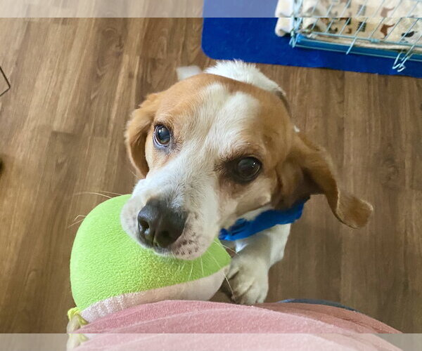 Medium Photo #7 Beagle Puppy For Sale in Chesapeake, VA, USA