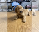 Small Photo #20 Golden Retriever Puppy For Sale in BRANDON, FL, USA