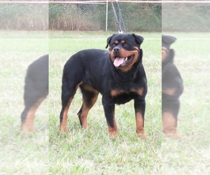 Mother of the Rottweiler puppies born on 04/14/2022