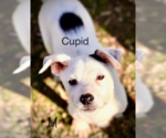 Small Photo #11 Labrador Retriever Puppy For Sale in Maple Grove, MN, USA