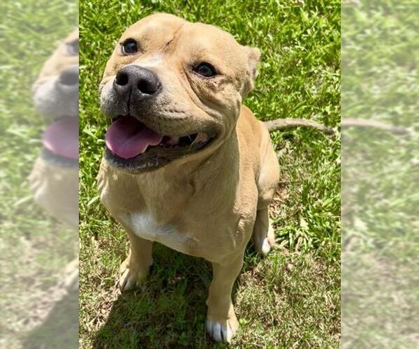 Medium Photo #1 Mutt Puppy For Sale in Grovetown, GA, USA