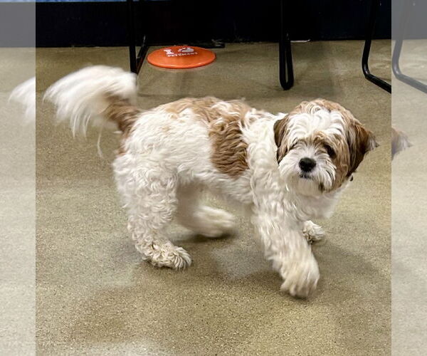 Medium Photo #3 Shih Tzu-Unknown Mix Puppy For Sale in Batavia, OH, USA