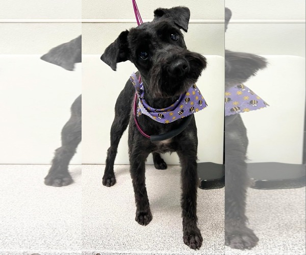 Medium Photo #2 - Mix Puppy For Sale in Sioux Falls, SD, USA