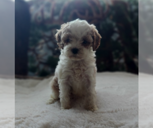 Cavapoo Puppy for sale in FRYTOWN, IA, USA