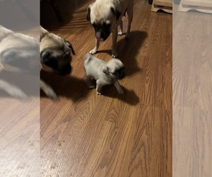 Pug Puppy for sale in EVERETT, PA, USA