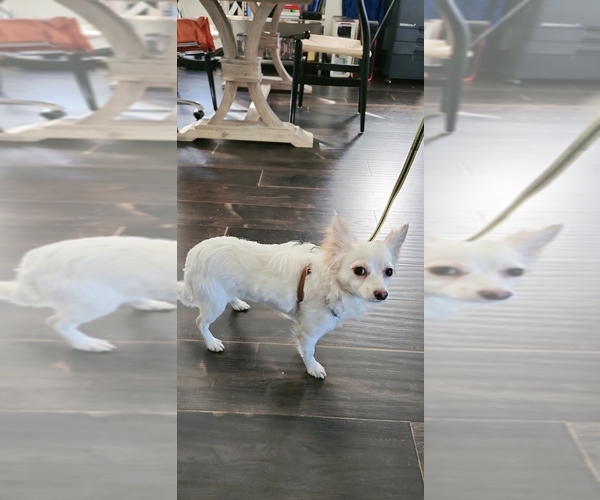 Medium Photo #7 Chihuahua Puppy For Sale in LOS ANGELES, CA, USA