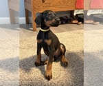 Small #31 Doberman Pinscher