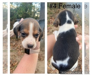 Beagle Puppy for sale in WAYNESBORO, GA, USA