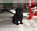 Small Photo #6 Labrador Retriever Puppy For Sale in SAN DIEGO, CA, USA