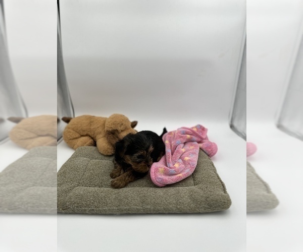 Medium Photo #4 Yorkshire Terrier Puppy For Sale in WOODBRIDGE, VA, USA