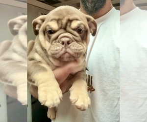 English Bulldog Puppy for sale in SAINT LOUIS, MO, USA
