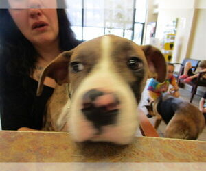 Catahoula Leopard Dog-Mastiff Mix Dogs for adoption in Ocala, FL, USA