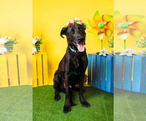 Medium Photo #3 Labrador Retriever-Unknown Mix Puppy For Sale in Munford, TN, USA