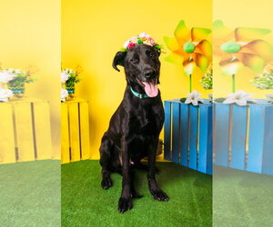 Magic Man - Male Labrador Retriever-Unknown Mix Dog for Adoption - Photo #3