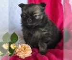 Small #5 Pomeranian