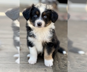 Miniature Australian Shepherd Puppy for sale in MC LEAN, IL, USA